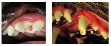 Dog broken hotsell tooth treatment